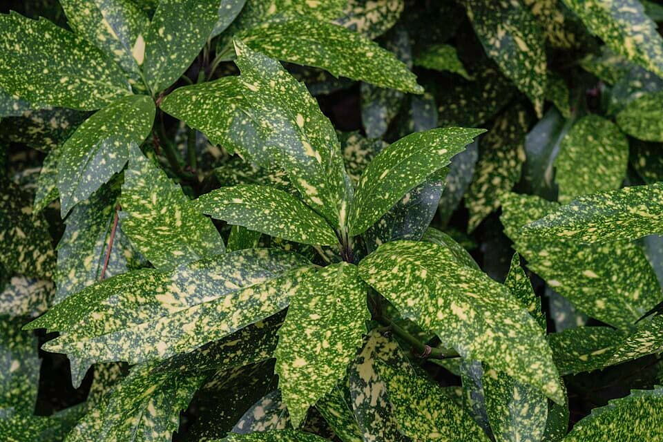 Aucuba japonica