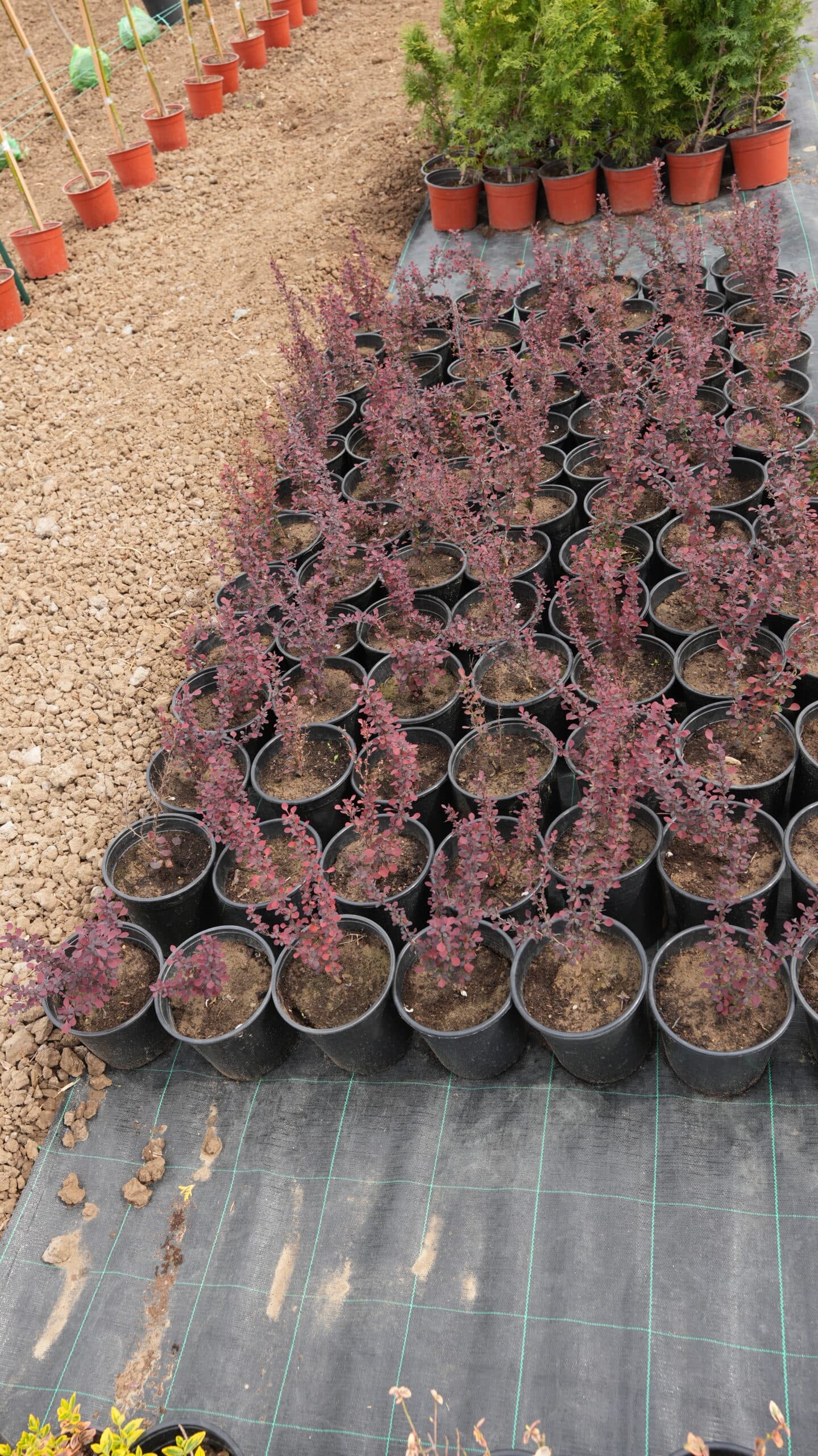 Berberis — slika 2
