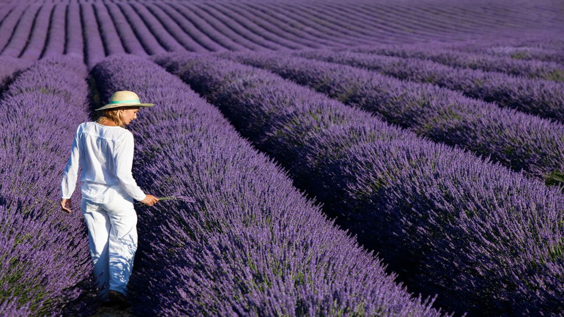 Loptasta lavanda