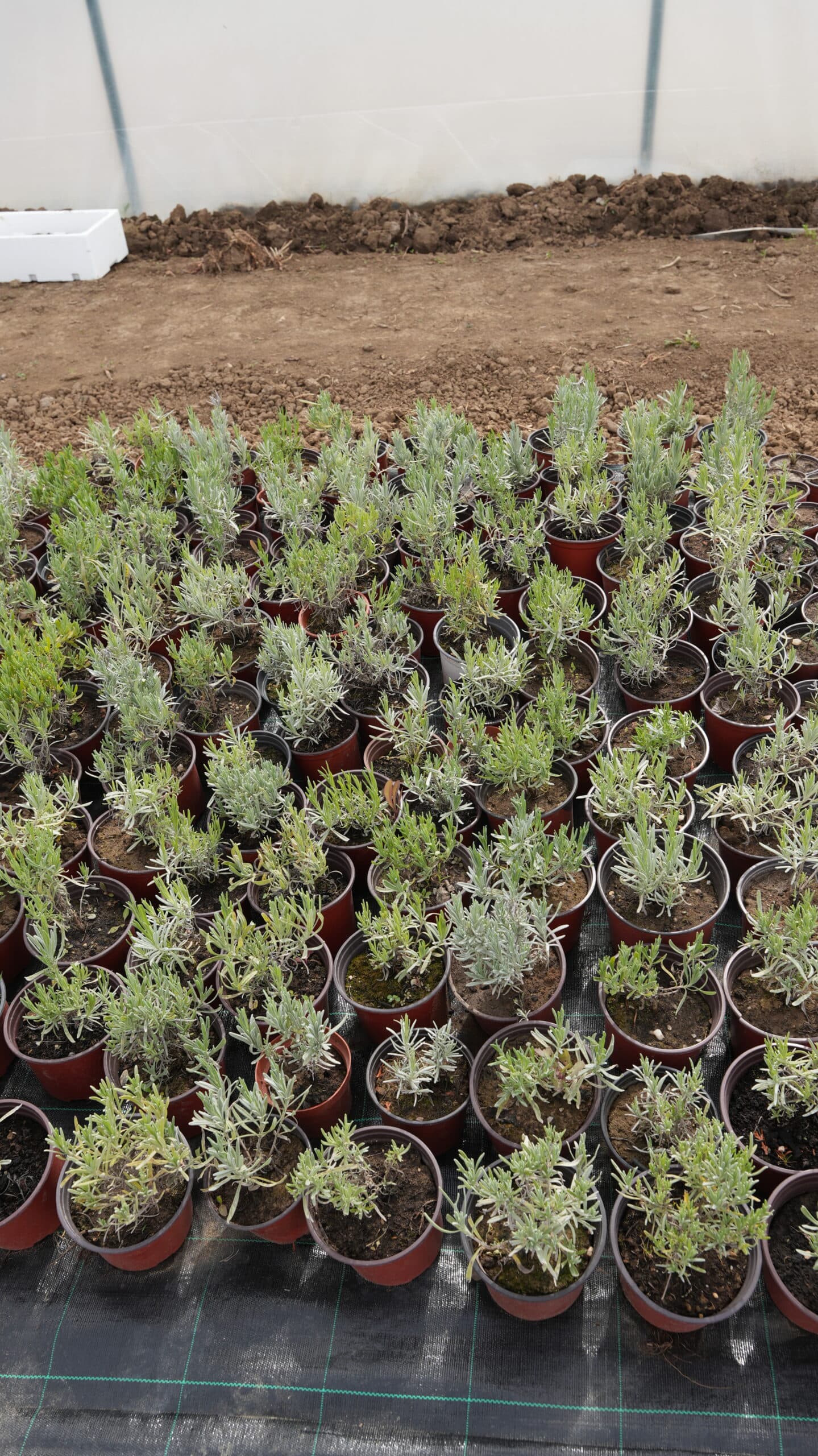 Loptasta lavanda — slika 3