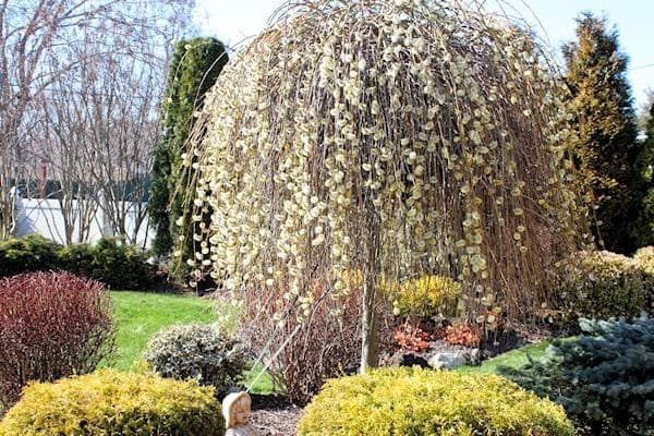 Padajuća vrba (Salix Caprea Pendula)