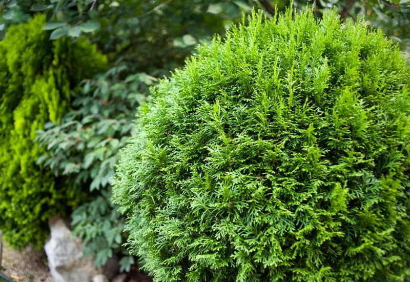 Zelena Loptasta Tuja (Globosa)