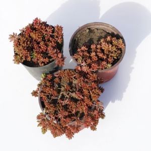 Sedum - prekrivač tla