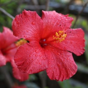 Dvorišni ukrasni hibiskus
