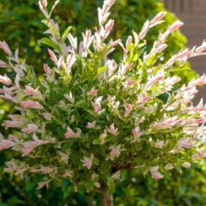 Flamingo loptasta vrba (Salix Integra)