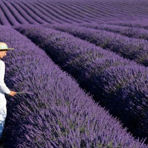 Loptasta lavanda
