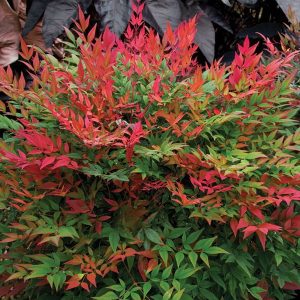 Nebeski bambus (Nandina domestica Obsessed)