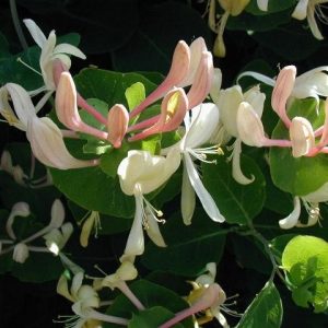 Orlovi nokti (Lonicera)