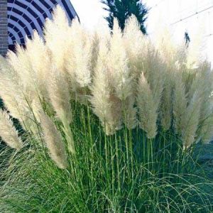 Pampas trava