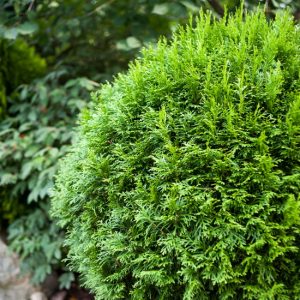 Zelena Loptasta Tuja (Globosa)