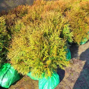 Zlatna Loptasta Tuja (Globosa)